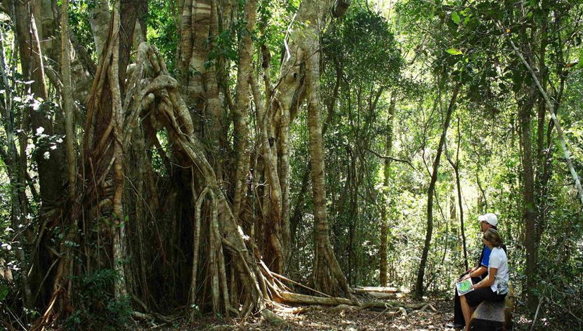 Rainforest and Waterfalls - Foto 3